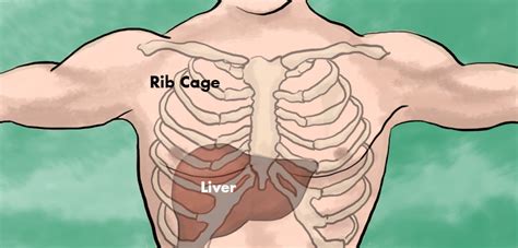 Picture Of Organs That Sit Upder Left Rib Cage Pain Under Right Rib