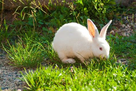 Cute Little White Rabbit Eats Grass Stock Image Image Of Bunny Lawn