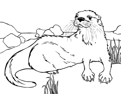 Baby Otter By Adriennefaye Sketch Coloring Page