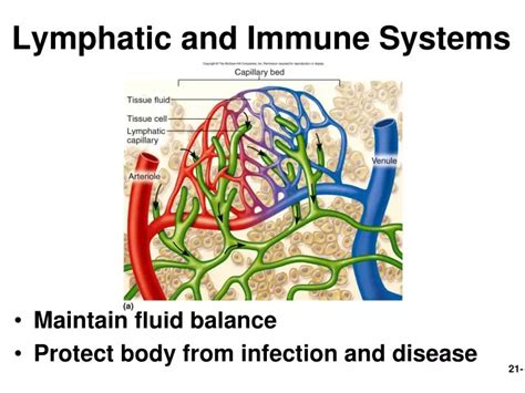 Ppt Lymphatic And Immune Systems Powerpoint Presentation Free