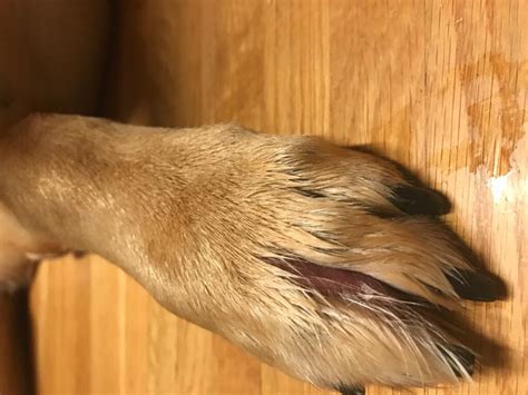 Hey I Noticed My Dogs Foot Is Swollen Between Two Toes And It Is Pink