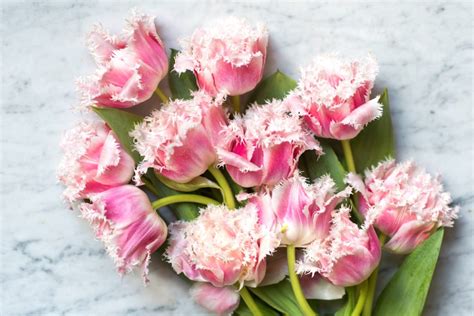 6 Gorgeous Mid Winter Flowers To Buy In Paris Paris Perfect