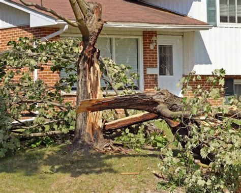 Storm Damage Restoration Mikes Tree Removal Service