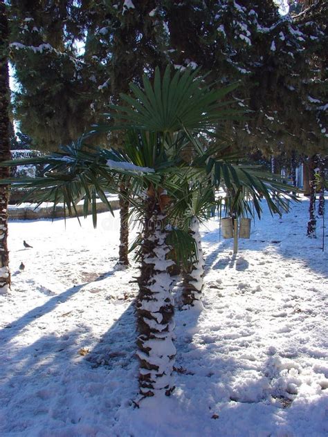Winter Snow On Palm Tree Stock Photo Image 48518359