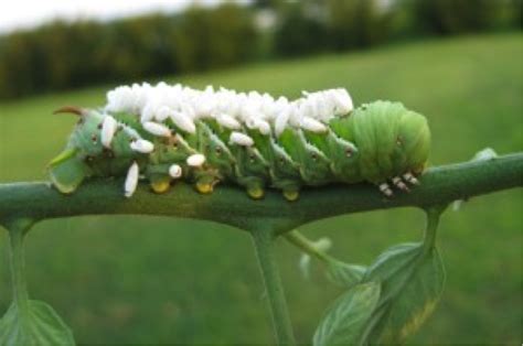 As they hatch, they eat their way out, killing the hornworm in the process. Hornworms