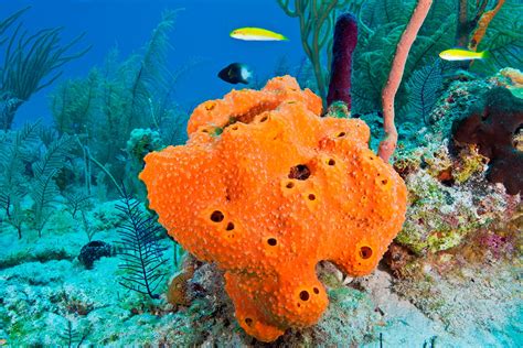 Sea Sponge Facts Types Of Sponges Dk Find Out