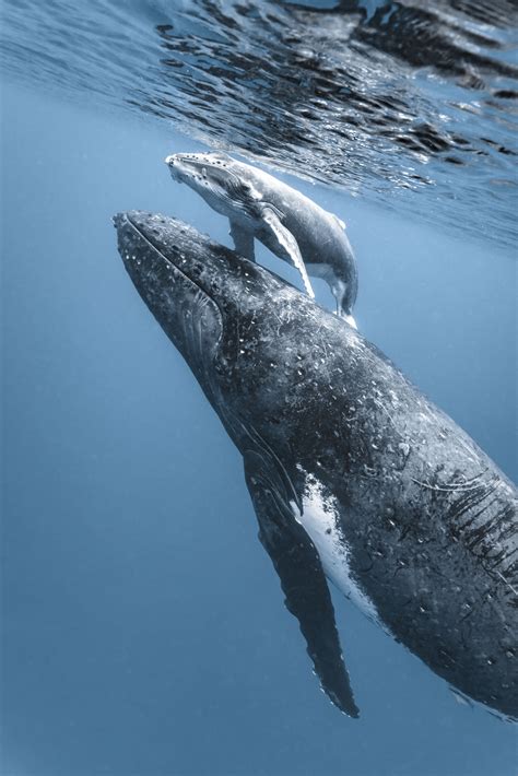 Touching Photos Show Mother Humpback Whale Helping Her New Baby To