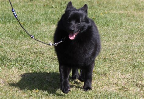 Schipperke Dog Breed Information All About Dogs