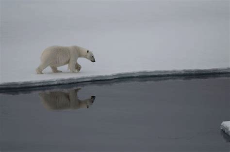 Vanishing Ice And Threat Of Extinction To Polar Bears Dire Arctic