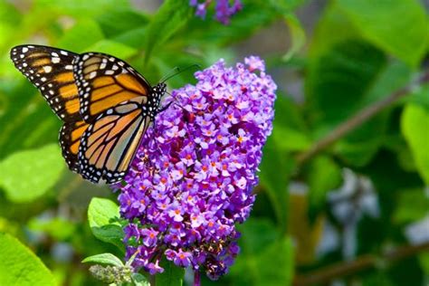 26 Flowers And Plants That Attract Butterflies Hgtv