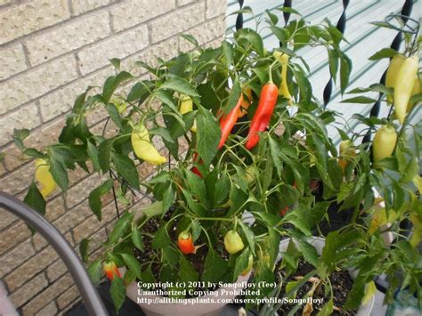 Photo Of The Entire Plant Of Hot Banana Pepper Capsicum Annuum Hungarian Hot Wax Posted By