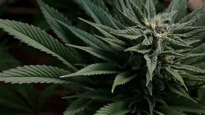 Cannabis Weed Marijuana Wallpapers 420 Backgrounds Drugs