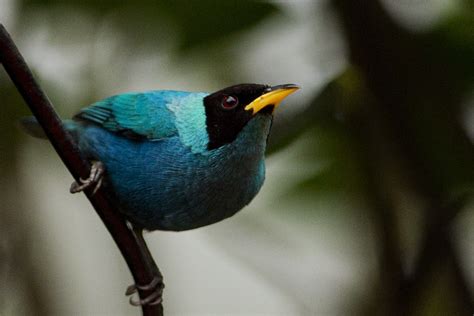 Climate Change ‘prime Suspect Behind Decline In Native Hawaiian Bird