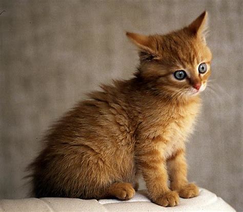 Share your videos with friends, family, and the world Belgian cat | He was a sweet kitty, but he had distemper ...