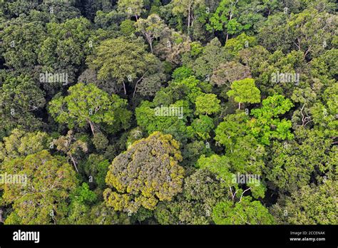 Dense Forest In Africa Hi Res Stock Photography And Images Alamy