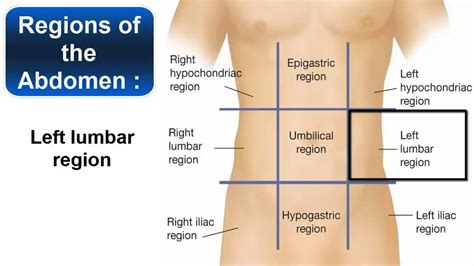 Abdominopelvic Area