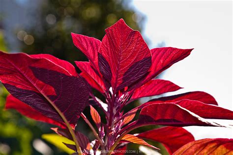 Red Leaf Amaranth Greenfuse Photos Garden Farm And Food Photography