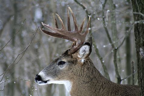 White Tailed Bucks Flickr
