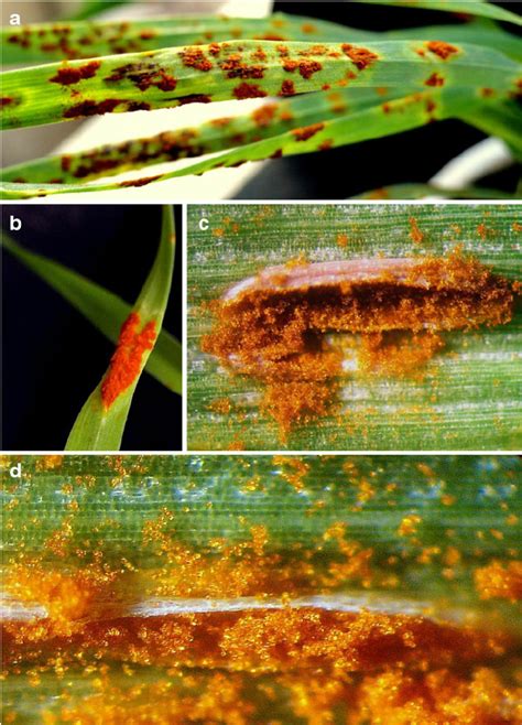 Wheat Stem Rust Caused By Puccinia Graminis F Sp Tritici A Severely