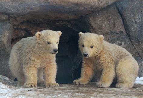 Baby Polar Bears In Moscow Zoo First Steps With Mom Sputnik
