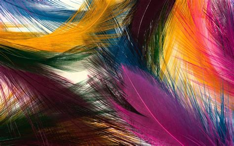 Colorful Feathers Most Beautiful Hd Wide Wallpaper