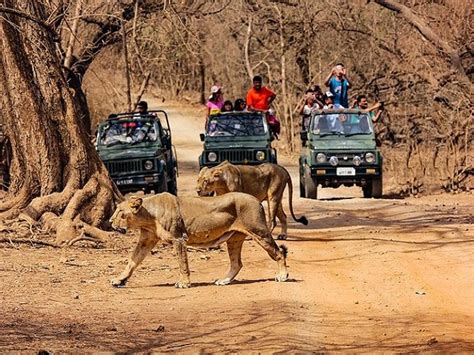 Gir National Park Home Of Asiatic Lion
