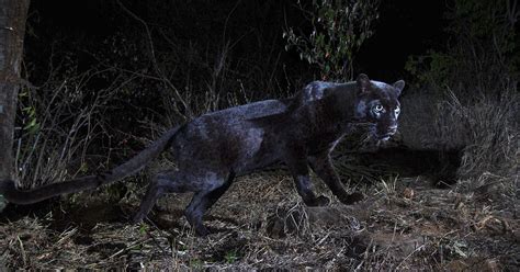 Rare Black Leopard Is Photographed Emerging From The Darkness For The First Time In 100 Years In