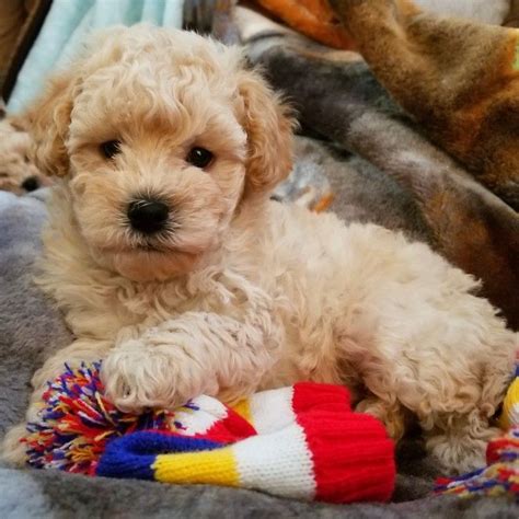 Windy way pups is a respected breeder of maltipoos, a popular cross of the maltese and toy or miniature poodle. Maltipoo puppy 2018 Johnsonsjewels.webs.com Maltipoo puppies in va Malti-poo puppies Virginia ...