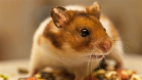 Hamster Diet What Do Hamsters Eat Bechewy