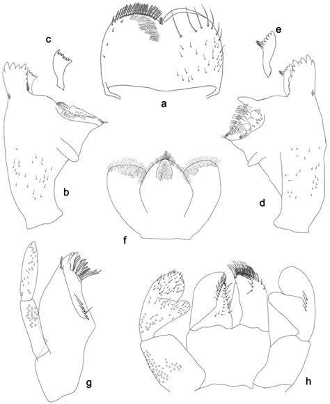 Labiobaetis Centralensis Sp N Larva Morphology A Labrum B Right
