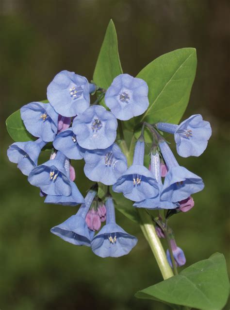 Mertensia Virginica Virginia Bluebells Prairie Moon Nursery