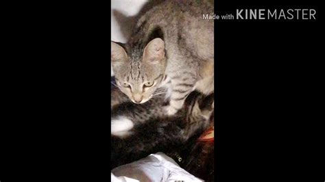 Mother Cat Rescue Youtube