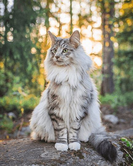 Silver Tabby Norwegian Forest Cat