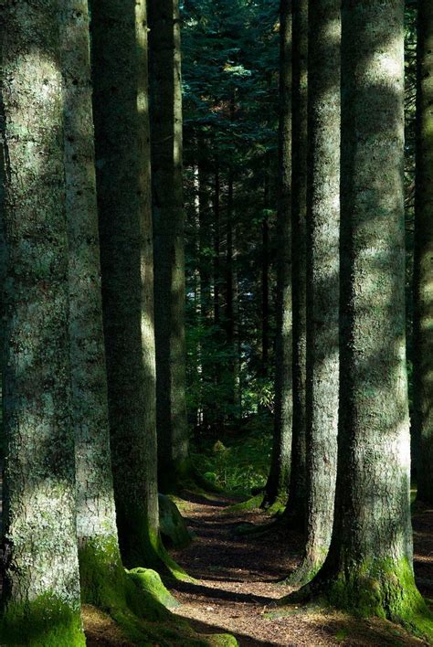 Forest Path Tree Forest Dark Forest Beautiful Places Beautiful