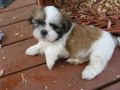 A pet, or companion animal, is an animal kept primarily for a person's company or entertainment rather than as a working animal, livestock or a laboratory animal. Shih Tzu puppies AKC Blue Ribbon NC FOR SALE ADOPTION from ...
