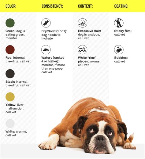 How Can I Help My Dog Poop Solutions And Tips To Promote Healthy Bowel