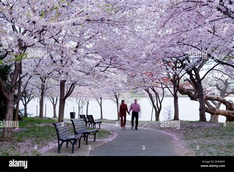 Cherry Blossoms And Couple Strolling On Path Cherry Blossoms Walk