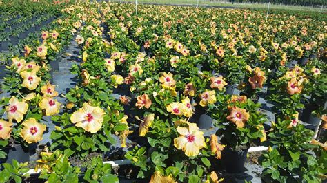 Gold Digger™ppaf Hollywood Hibiscus Gallery J Berry Nursery