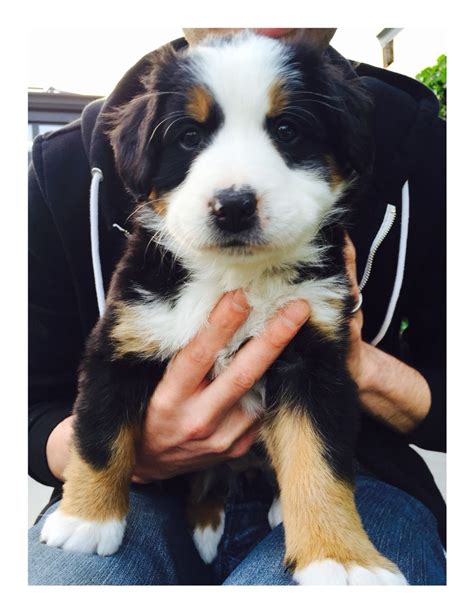 Should there not be any bernese mountain dog puppy listings shown, please complete the form accordingly to register your interest in buying an bernese mountain dog. Bernese mountain dog pup puppy cute 6 weeks old sweet | Bernese mountain dog