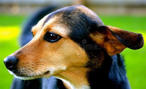 Meagle Min Pin Beagle Mixed Breed Dog Stock Image Image Of Minpin