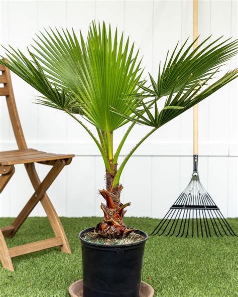 We did not find results for: Buy Washingtonia robusta, Washington Palm, Mexican Fan ...