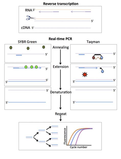 Real Time PCR Functional Genomics II