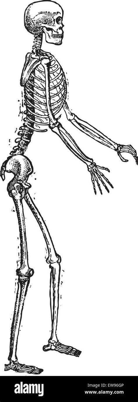 Human Skeleton Standing Anatomy Engraving Hi Res Stock Photography And