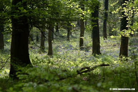 British Woodland in Spring