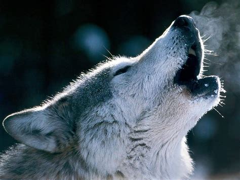 Free Howling Wolf Download Free Howling Wolf Png Images Free Cliparts
