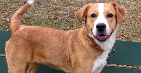 Local pets available for adoption