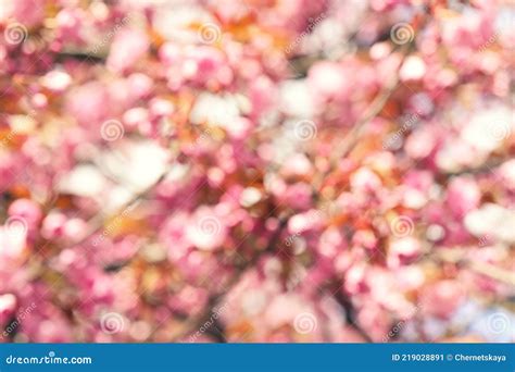Blurred View Of Beautiful Tree With Pink Blossom Outdoors Bokeh Effect