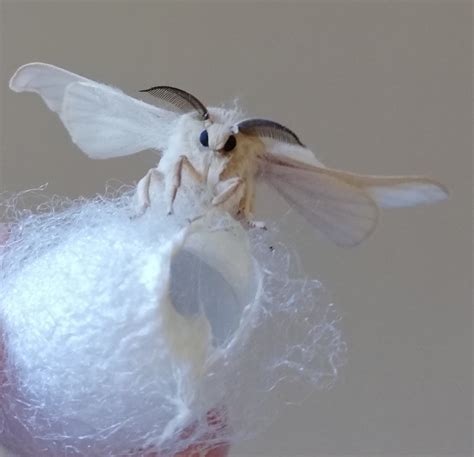 Do Moths Have Cocoons Unraveling Of Moth Life Cycles Mothslife