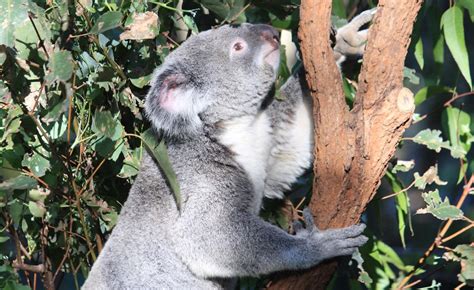 Koala At The Lone Pine Koala Sanctuary Brisbane April Flickr