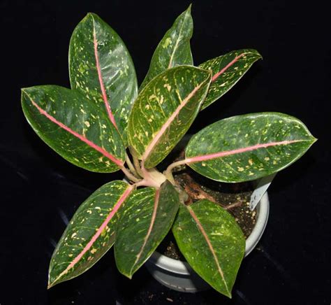 Thai Aglaonema